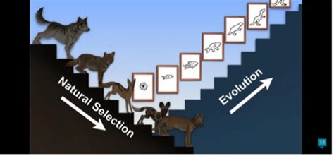 creation  evolution questions  theology