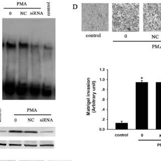 Ginsenoside Rg1 Prevents The PMA Induced Invasion And Migration Of