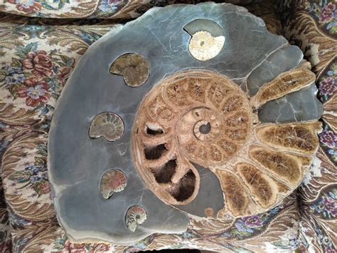 Окаменелости аммониты купить в Москве | Хобби и отдых | Авито