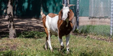 Creature Feature Nubian Goat Assiniboine Park Conservancy