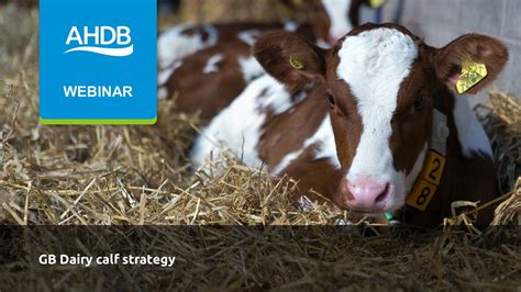 Gb Dairy Calf Strategy Ahdb