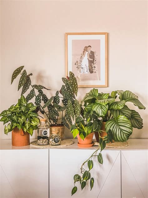 The best bathroom plants for no light or low light – Artofit