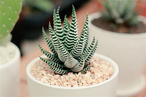 How To Grow And Care For Haworthia Bbc Gardeners World Magazine