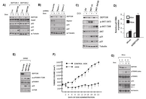 Deptor Knockdown Induces P21 And P27 In A P53 Independent Fashion A Download Scientific