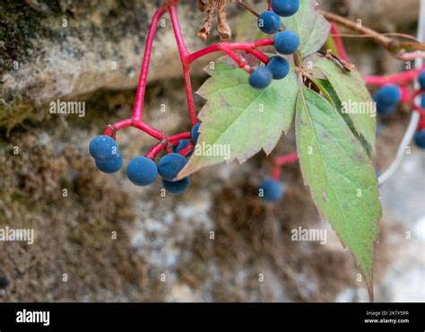 Detailed Close Up Of Summer Berries On A Virginia Creeper Vine
