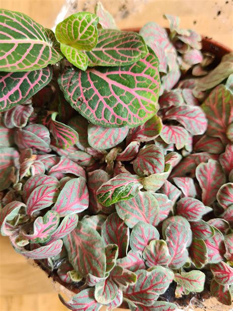 My new Fittonia grey Sensation delivery came with a surprise reverse ...