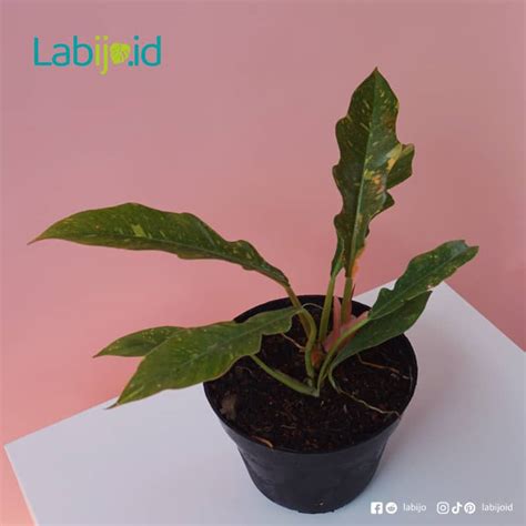 Philodendron Ring Of Fire Pink Beautiful Rare Plant Free Phytosanitary