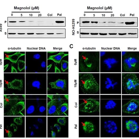 A B Magnolol Treatment Led To Apoptosis Activation In A Cells