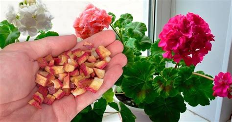 Возьмите гранатовые корки и используйте для комнатных растений. Эффект ...