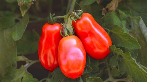 12 Facts You Need To Know About San Marzano Tomatoes