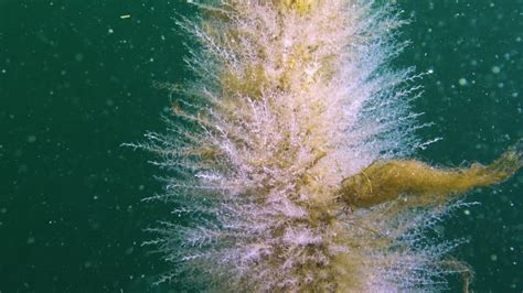 Hydroids Polyp Obelia Sp Coelenterates Black Sea Stock Footage