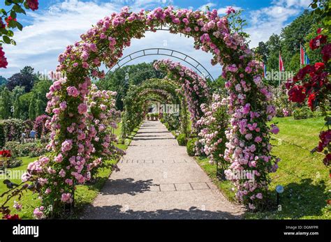 Rose Arches In The Rose Garden Rosenneuheitengarten On Beutig Stock
