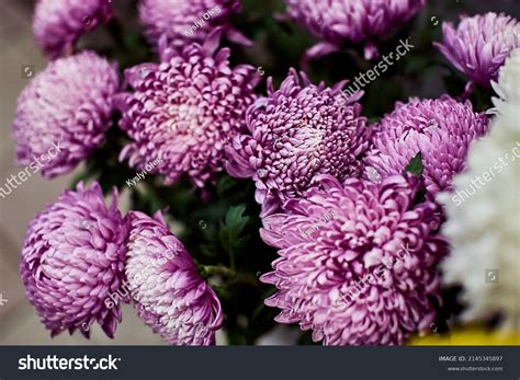 Purple Chrysanthemum Images Stock Photos Vectors Shutterstock