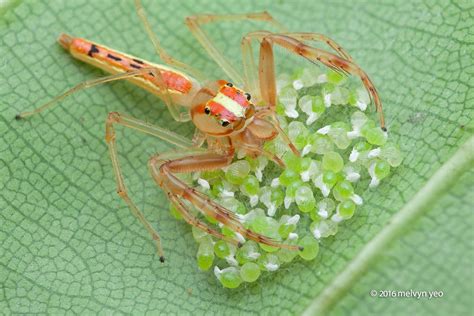 Wide-jawed Viciria Jumping spider with eggs by melvynyeo Jumping Spider ...