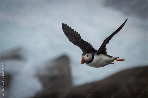 Puffin in Flight, Orkney Scotland Stock Photo | Adobe Stock