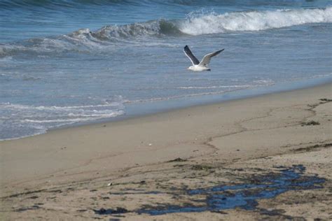 Major Oil Spill Off Southern California Fouls Beaches Whyy