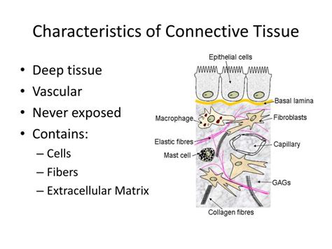 Ppt Connective Tissue Powerpoint Presentation Id2223312