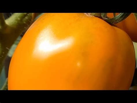 Томат салатный ИЛЬЯ МУРОМЕЦ. Ярославская обл. - YouTube