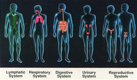 Organ System Welcome To Biology