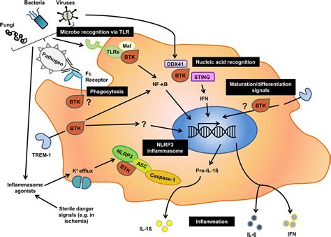 Frontiers Brutons Tyrosine Kinase An Emerging Key Player In Innate