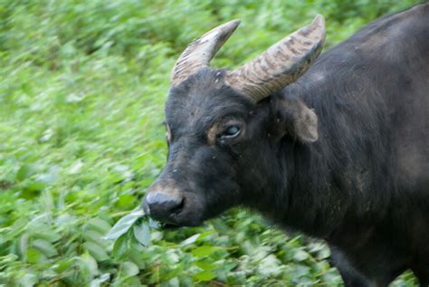 Philippine Tamaraw