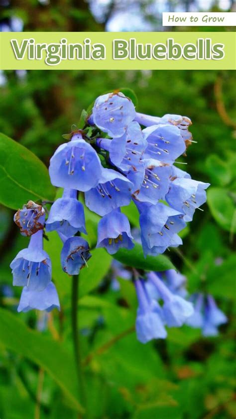 How to Grow Virginia Bluebells - Recommended Tips