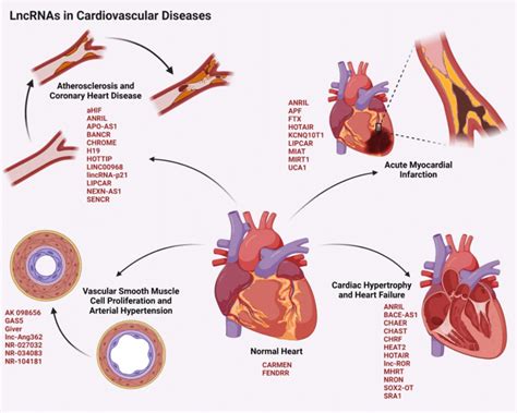 Lncrnas In Cardiac Physiology And Pathology The Figure Depicts The