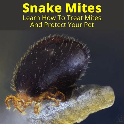 how to get rid of snake mites