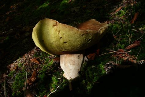 Фото макро, гриб, ліс, гриби, осінь, білий гриб, боровик