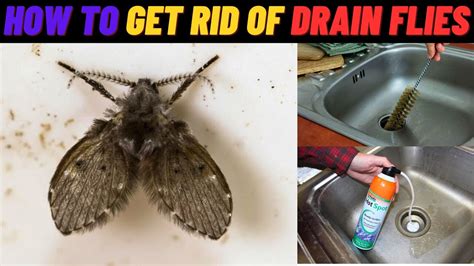 How To Get Rid Of Drain Flies Small Flies Treatment Sewer Flies Treatment Drain Flies