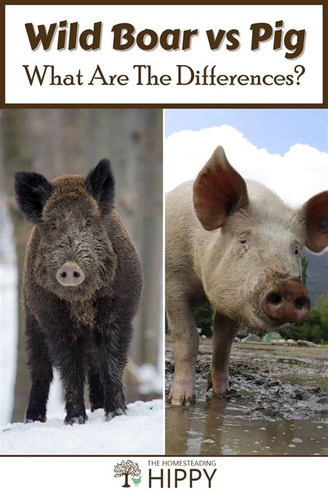 Wild Boar vs Pig: What Are The Differences?