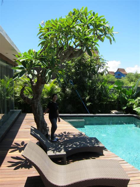 Plumeria Frangipani Tree Jardins Terrasse Piscine