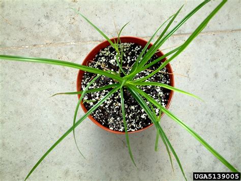 Yellow Nutsedge Cyperus Esculentus L