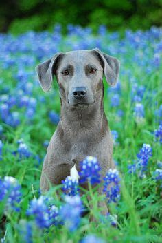 27 Blue lacy dog ideas | blue lacy dog, blue lacy, dog breeds