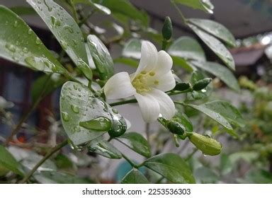 Orange Jasmine Flower Murrayya Paniculata Kemuning Stock Photo 2253536303 | Shutterstock