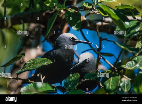 White Capped Noddy Or Black Noddy Terns Anous Minutus Nests By The