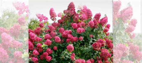 Гортензия Меджикал фаер очень яркая купить в Саратове | Товары для дома ...
