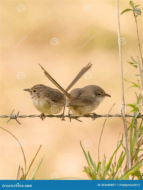 Female Superb Fairy Wrens Perched Crossed Tailed Stock Image Image Of