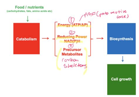 Bacterial Metabolic Diversity Flashcards Quizlet