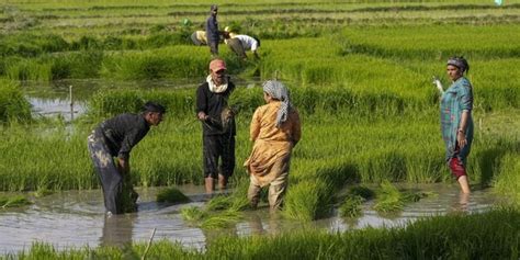 Pm Kisan Instalment Worth Rs 20000 Cr Released How To Check Balance