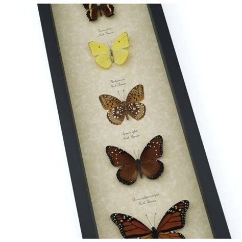 Monarch Butterflies We Offer A Large Variety Of Framed Monarch