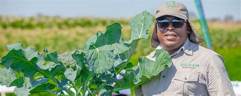 Blog Seed Co Zimbabwe Vegetables