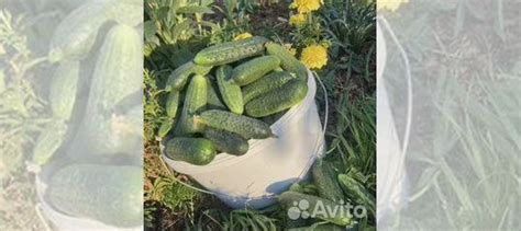 Продажа свежих огурцов купить в Шуе | Товары для дома и дачи | Авито