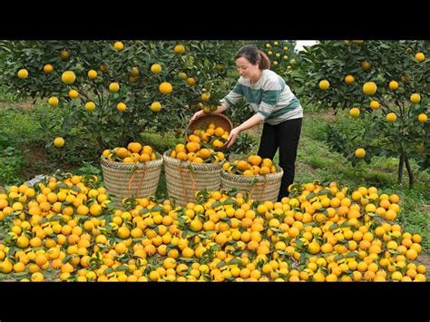 Harvesting Orange From The Garden To Sell At The Market Grow Chayote