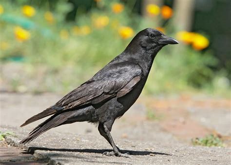 american crow santa clara valley bird alliance