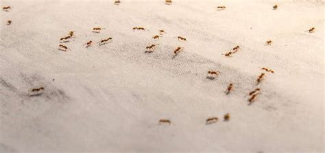 Common House Small Brown Bugs And How To Get Rid Of Them - How I Get Rid Of