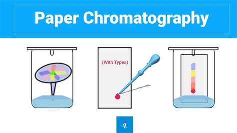 Paper Chromatography With Animation Youtube