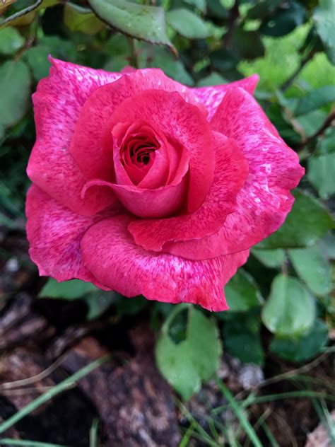 Роза Пьер Карден Фото И Описание – Telegraph