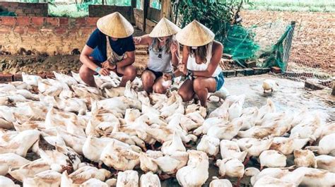 Se faire masser par les canards à Phong Nha