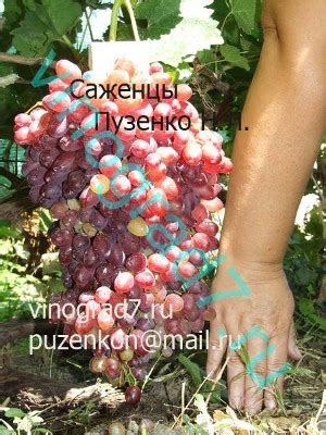Виноград - список сортов Кишмиш Ванесса сидлис - Кишмиш Лючия. Описание ...